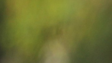 FBI se suma a la búsqueda de joven de 19 años desaparecida desde hace casi una semana en Florida