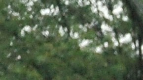 desfile dia de muertos