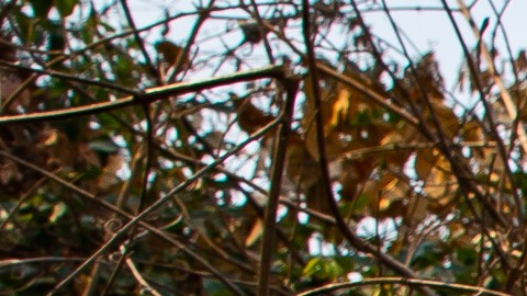 Anaconda y caimán se enfrentan por 40 minutos en río de Brasil y fotógrafo capta la batalla
