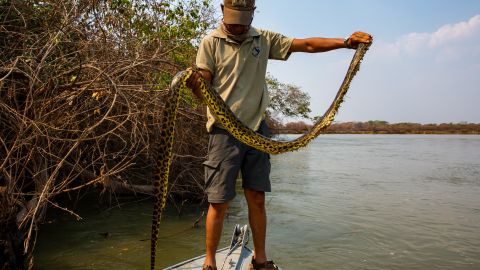 Anaconda y caimán se enfrentan por 40 minutos en río de Brasil y fotógrafo capta la batalla