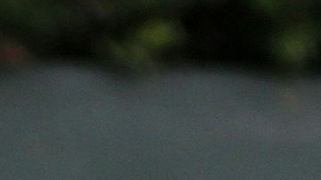 El aumento de hipopótamos provenientes de los importados por Pablo Escobar representa un problema en Colombia.