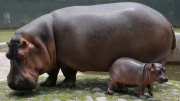 El aumento de hipopótamos provenientes de los importados por Pablo Escobar representa un problema en Colombia.