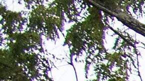 Policía de Maryland