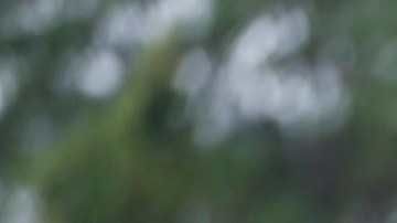 Los cuerpos policiacos de varias entidades encontraron otros cuerpos durante la búsqueda de Gabby Petito y su novio.