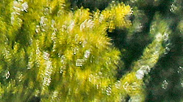 Tiroteo escuela Arlington