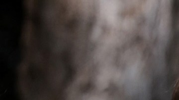 Jared Kushner e Ivanka Trump no piensan volver a la política, según reportes.