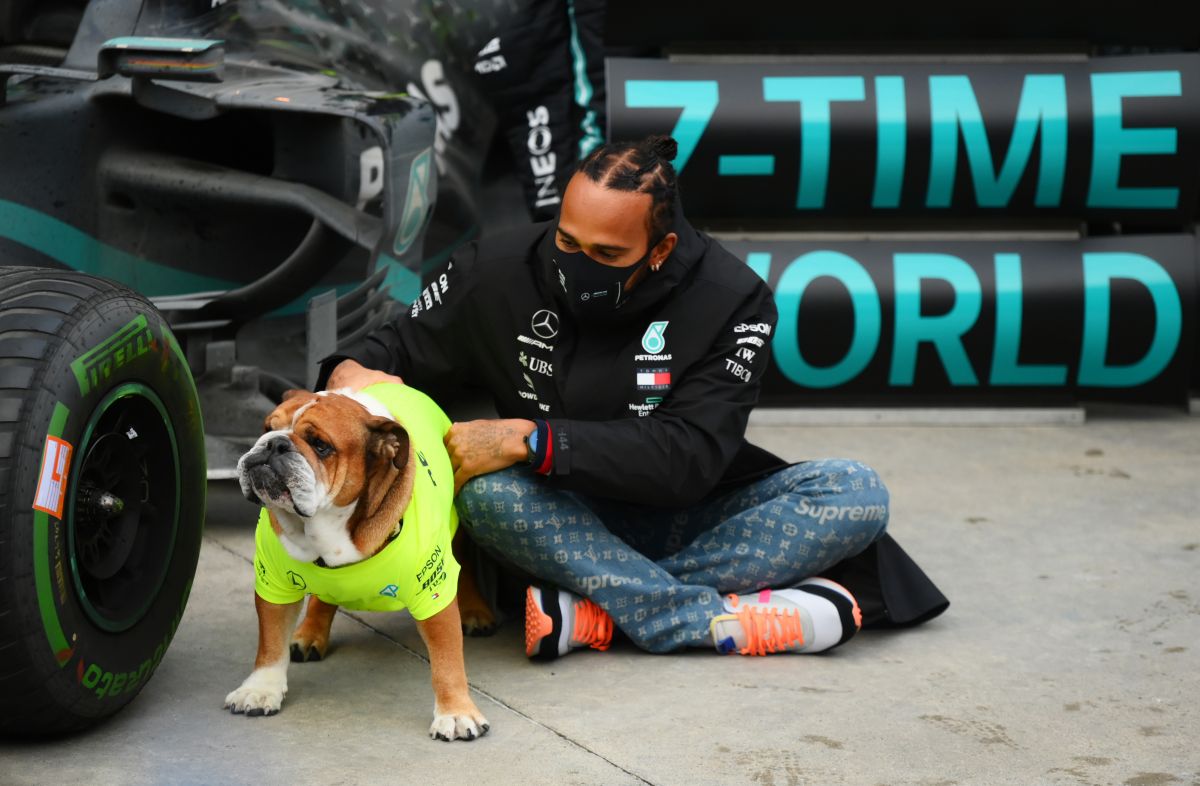 Unusual: Lewis Hamilton could end up in jail for making his dog vegan