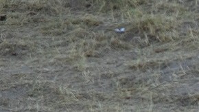 Miles de inmigrantes haitianos fueron desalojados en Del Río, Texas.