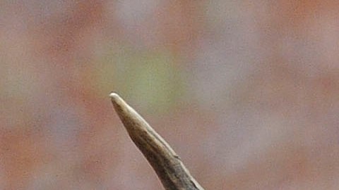 alce neumático cuello