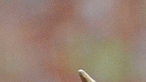 alce neumático cuello