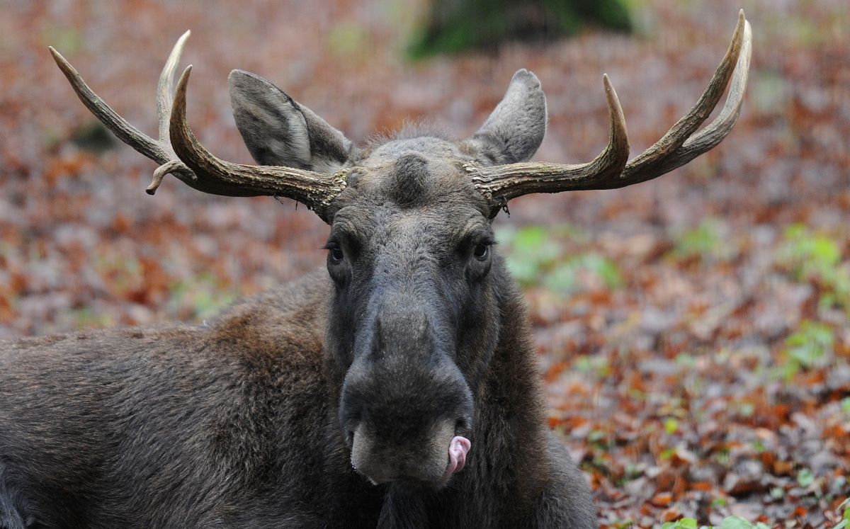 Moose wanders 2 years in Colorado with tire stuck in neck