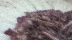 cebollas salmonelosis