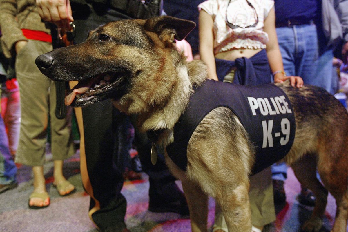 A police dog discovered nearly 4,000 kilos of marijuana hidden in pressure cookers in Florida