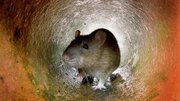 Nueva York en alerta por brote de rara enfermedad transmitida por ratas