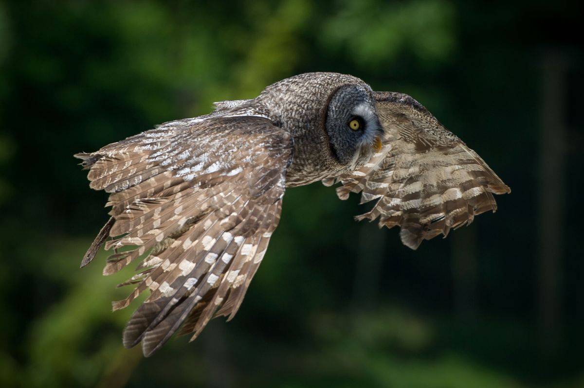 El búho gigante africano está clasificado como una especie en peligro de extinción.