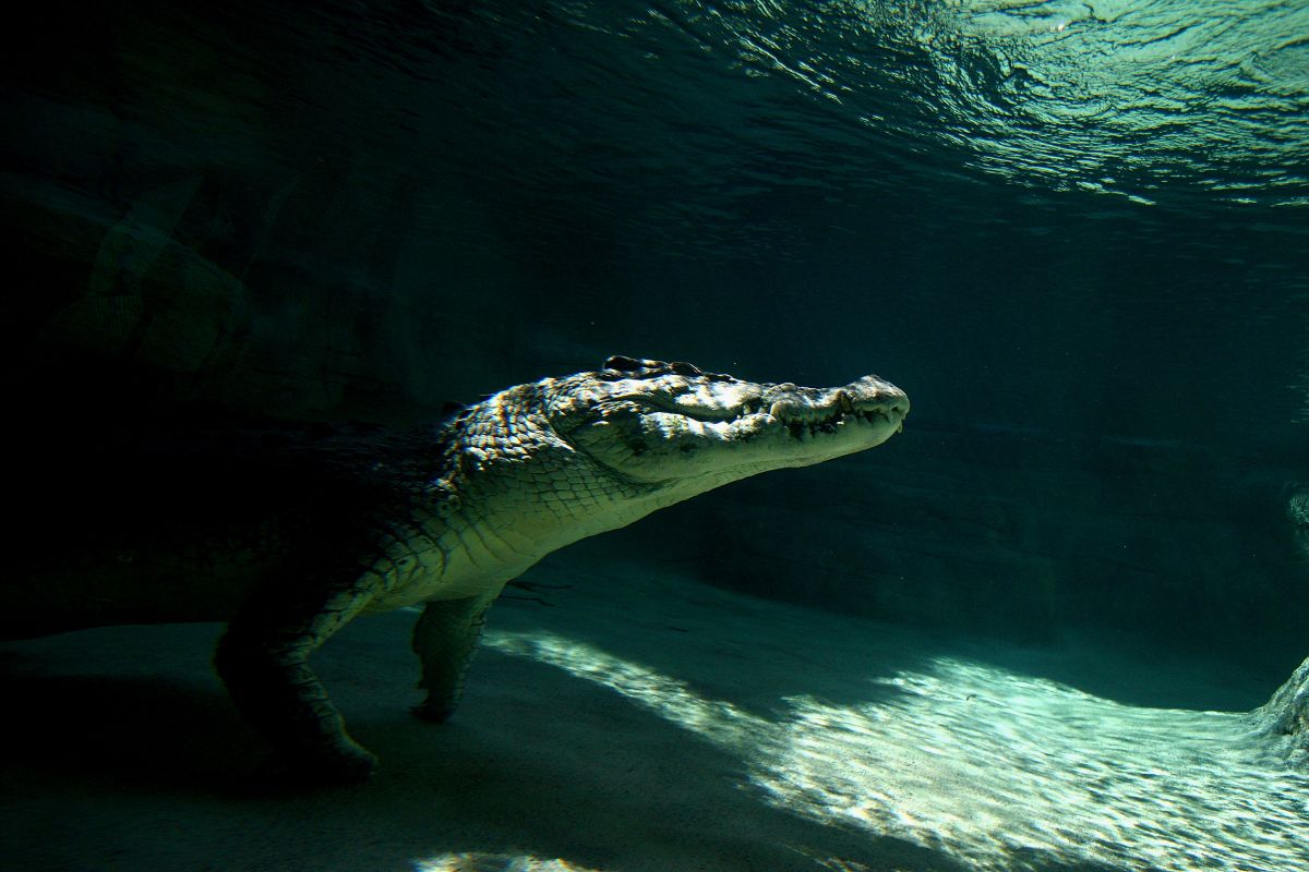 Philadelphia boy nearly lost a leg after being attacked by a crocodile in Cancun