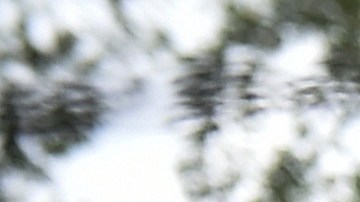 24 hipopótamos de Pablo Escobar fueron esterilizados para proteger la fauna