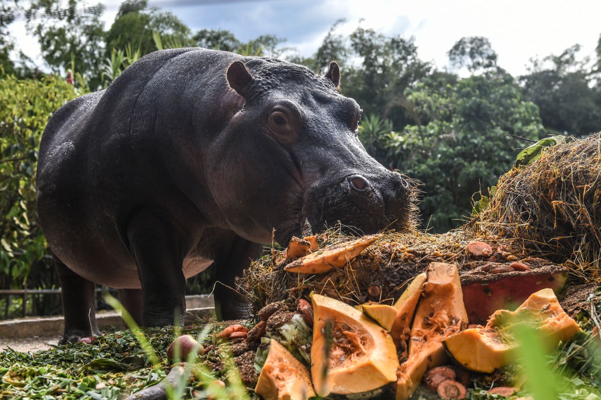 24 Pablo Escobar hippos were sterilized to protect wildlife