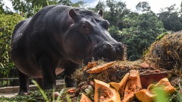 24 hipopótamos de Pablo Escobar fueron esterilizados para proteger la fauna