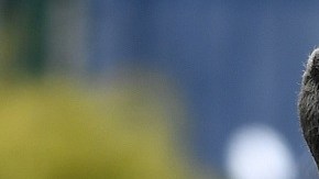 Navas e Icardi serían los primeros jugadores a los que apuntará la directiva del Newcastle United.