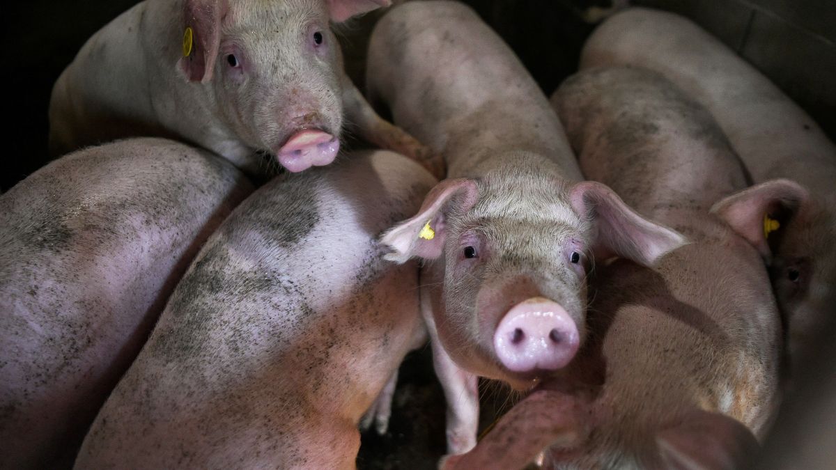 Pork is already very expensive in the United States and a new animal welfare law could raise its price even more