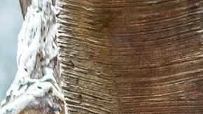 Cola mono seres humanos