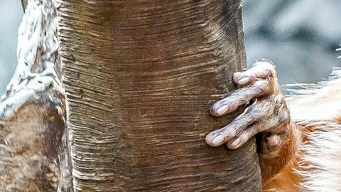 Cola mono seres humanos