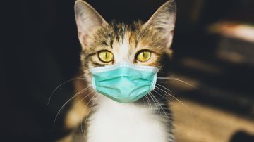 Caso gato coronavirus Michigan