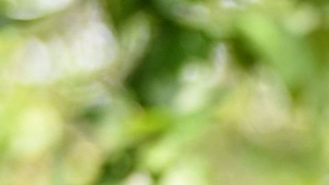 España Cristobal Colón