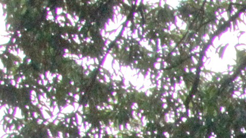 La caravana migrante rumbo a Ciudad de México avanza lentamente por el estado de Chiapas