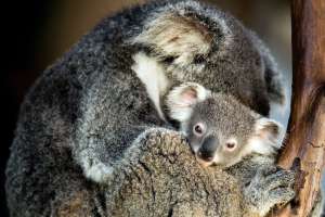 Clamidia, la enfermedad de transmisión sexual que amenaza a la población koala