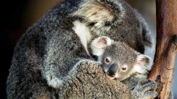Clamidia, la enfermedad de transmisión sexual que amenaza a la población koala