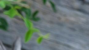 Leopardo ataca anciana