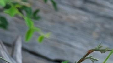 Leopardo ataca anciana