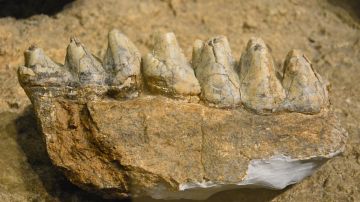 Niño encuentra fósil diente mastodonte