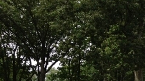 NYPD en Forest Park, Queens/Archivo.