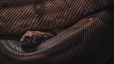 serpiente gigante