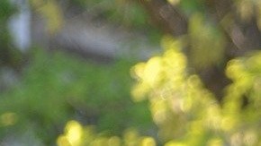 raza-blanca-universidad-admision