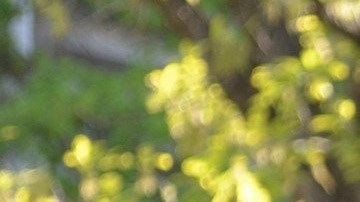 raza-blanca-universidad-admision