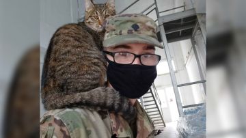 gato soldado