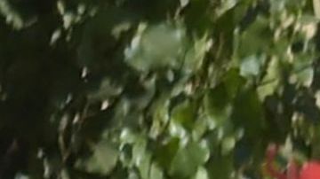 Talibanes combaten el hambre con trigo.