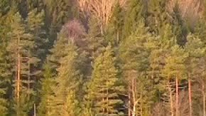 youtuber noruego Tor Eckhoff