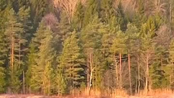 youtuber noruego Tor Eckhoff