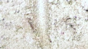 Nacen cuatro cachorros de tigre de bengala en un zoo del norte de México