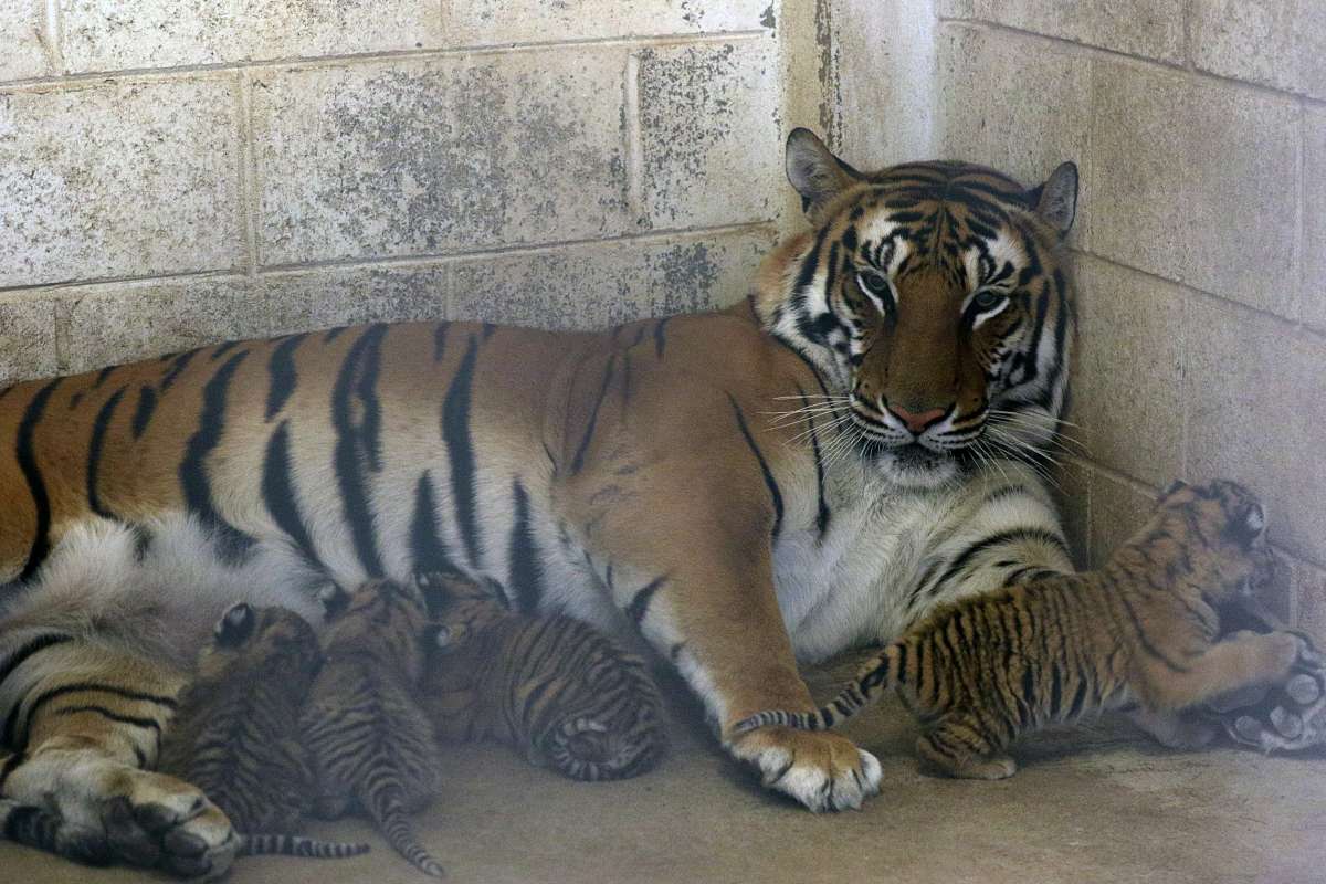 Nacen 4 cachorros de tigre de bengala en zoológico de Juárez, México - El Diario NY