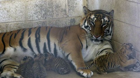 Nacen cuatro cachorros de tigre de bengala en un zoo del norte de México