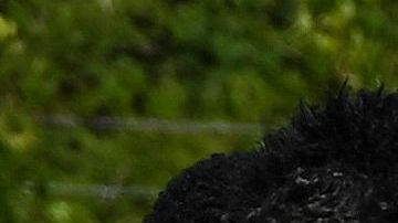 Honduras anunció su primera convocatoria de 2022