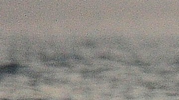 tiburón blanco video