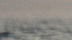 tiburón blanco video