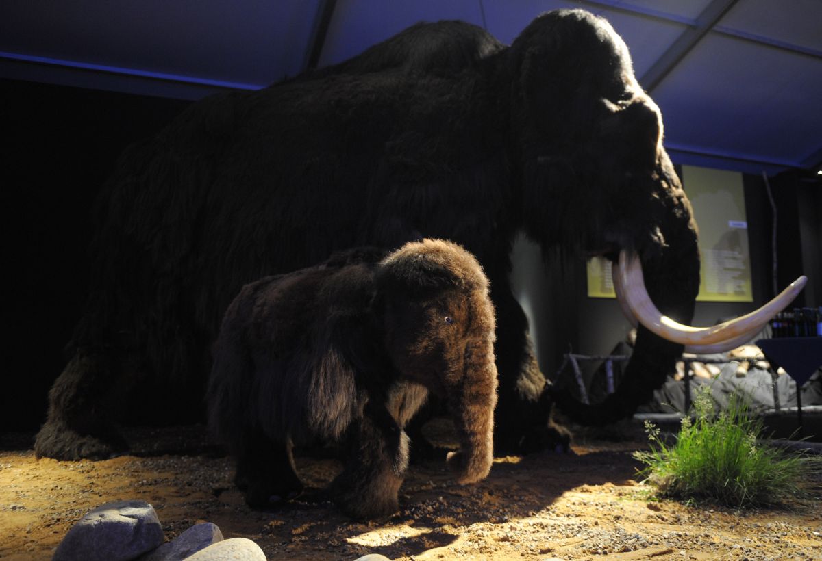 El mamut lanudo podría ayudar a combatir el cambio climático.